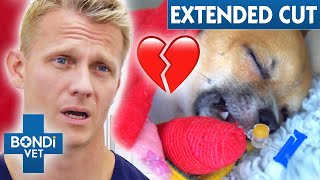 Heartbreaking Condition Discovered On Chihuahua 💔 VOTH Extended Cuts  Bondi Vet [upl. by Eatnahc]