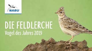 Die Feldlerche  Vogel des Jahres 2019 [upl. by Idieh]