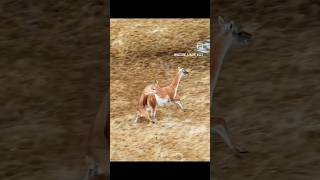 Tiger animal reels under the impression animals funny wildanimals leopard wildlife memes lion [upl. by Sullecram237]