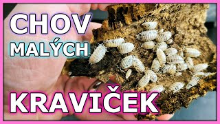 Chov isopodů Porcellio laevis Dairy Cow [upl. by Malo556]