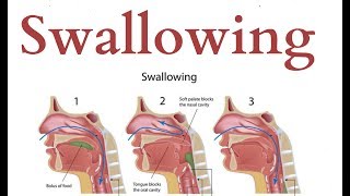 swallowing  Physiology [upl. by Pelaga]