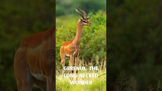 Uncovering the Rare Gerenuk Africas Elegant Gazelle [upl. by Zacarias]