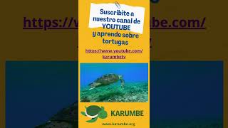 Suscribite a nuestro canal y aprende sobre las tortugas rescatedeanimales tortugasmarinas [upl. by Marcelo782]