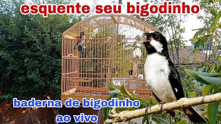 baderna de bigodinho ao vivo [upl. by Trip637]