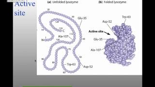 MBW14Lecture 4 Enzymes and Protein Regulation [upl. by Neltiac718]