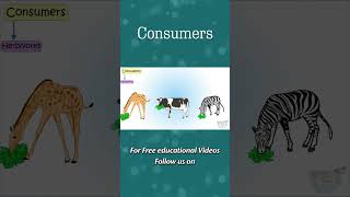 Consumers  Herbivores Carnivores Omnivores  Food Chain  Producers Consumers  Science shorts [upl. by Caputto]