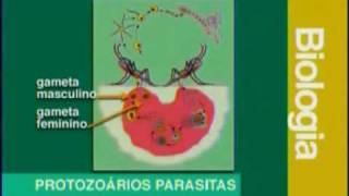 Biologia  Protozoários Parasitas  Parte 2  2 [upl. by Dawna396]