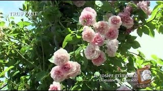 Un rosier grimpant remontant florifère et parfumé  Domaine de Courson  Truffaut [upl. by Akerdnahs]