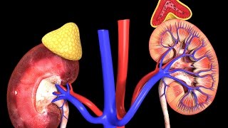 Human Physiology  Distal Convoluted Tubule and Collecting Duct Overview [upl. by Odette157]