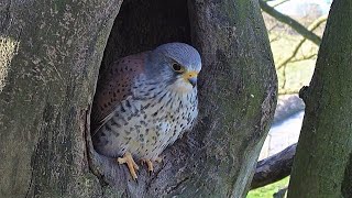 Kestrels Brave it Out After Several Brutal Raids on their Nest  Mr amp Mrs Kes  Robert E Fuller [upl. by Kristine]