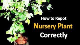 7 easy steps for repotting plant correctly  how to repot a nursery plant correctly [upl. by Oilut]