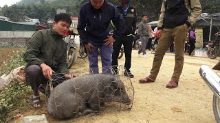 Robert bring the pig to the market to sell Green forest life [upl. by Santos662]