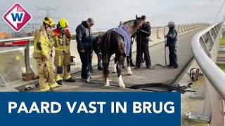 Paard met hoeven vast in voeg op fietsbrug  OMROEP WEST [upl. by Gerry]