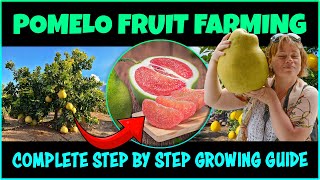 Pomelo Fruit Farming  How to Grow Pomelo Tree  Pomelo Cultivation [upl. by Eitsirk]