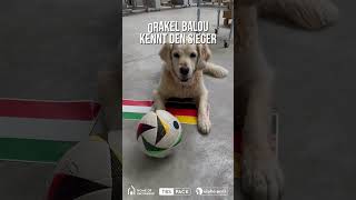 Fußball EM Orakel Balou Deutschland Spiel football fußball euro2024 europameisterschaft sports [upl. by Varden661]