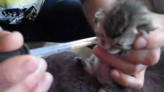 Miracle Kitten Rescue 5 day old kitty found in trash [upl. by Chatterjee]