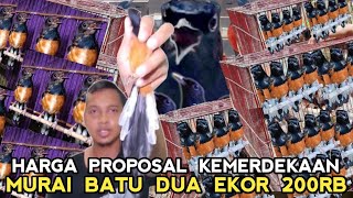 HARGA KEMERDEKAAN DUA EKOR MURAI BATU 200 RIBU DI KIOS LANGGENG JAYA TERBARU PB PRAMUKA [upl. by Ebbie]