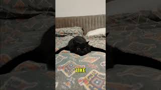 Spooky Black Cat Caught on Camera [upl. by Eimas]