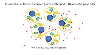 Protoplastmediated gene editing for disease resistance [upl. by Pasquale]