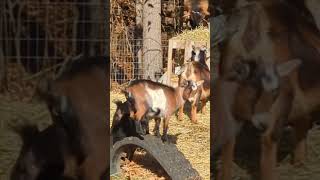 Breeding Time for the Goats [upl. by Kenward]