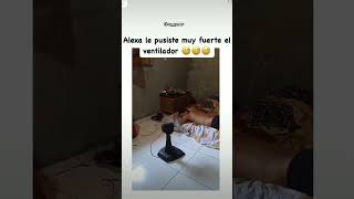 Le puso muy fuerte el ventilador Alexa 🤑 memes shors humor alexameme ventiladores humor [upl. by Cullie34]