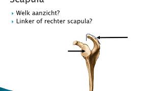 4 2 Schoudergordel en schoudergewricht [upl. by Asiled]