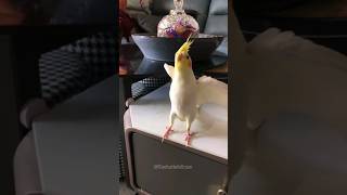 Meet Charlie the Melodious Cockatiel 🎶  Cute Bird Sings in Action  YTShorts CockatielSinging [upl. by Anawk]