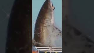 Largest great white shark ever recorded [upl. by Anelac]