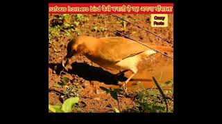 rufous hornero bird कैसे बनाती है यह अपना घोंसाला  crazy Facts  short [upl. by Auqinot]