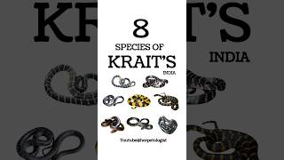 8 SPECIES OF KRAIT FOUND IN INDIA snake snakesofindia krait commonkrait kraitsnake bandedkrait [upl. by Nap]