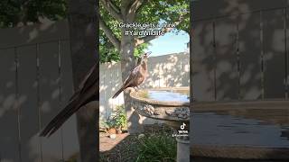 A Grackle visits the birdbath for a drink [upl. by Deroo995]