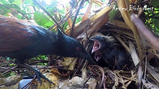 Greater Mommy Coucal Bird brings food to feed the babies in their nest P34 [upl. by Kistner]