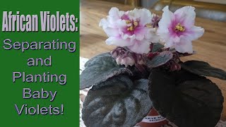 African Violets Separating and Planting Baby Violets [upl. by Brook]