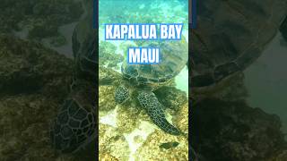 Exploring Kapalua Bay Maui kapalua seaturtles maui [upl. by Aicilla]