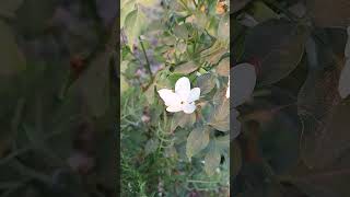 nature shorts short shortvideo love song music trending funny youtubeshorts ytshorts [upl. by Naesar6]