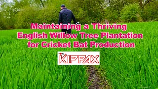 Maintaining a Thriving English Willow Tree Plantation for Cricket Bat Production [upl. by Matelda520]