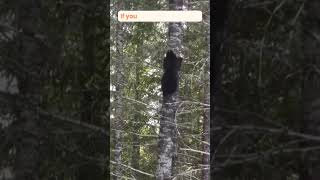 Black bear climbs tree fast  Black bear encounter [upl. by Acinomaj407]