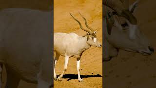 Addax sound [upl. by Acinhoj]