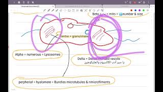 Lec2 Histology  Blood platelets amp Bone marrow  HPS 43 [upl. by Argela]