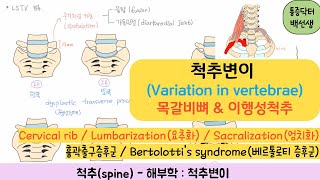 척추해부학척추변이  목갈비뼈Cervical rib amp 이행성척추LSTV  lumbarization요추화  Sacralization요추화 [upl. by Blanc]