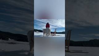 Dog Sledding with David [upl. by Olette]