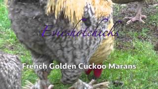 French Golden Cuckoo Marans [upl. by Sisenej]