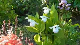 How to Grow Hardy Orchids in the Ground [upl. by Nemra]