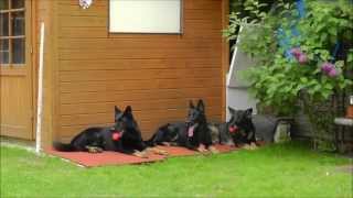 Deutsche Schäferhunde quotvom Falkenseer Sternquot Training [upl. by Atinram]