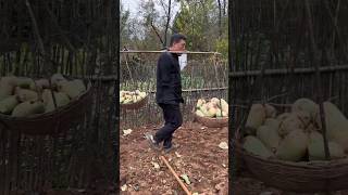 A Disabled man is preparing to grow vegetables in the field viralvideo youtube poordisabledman [upl. by Lleze926]