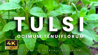 Tulsi  Ocimum Tenuiflorum  Cinematic Earth [upl. by Milda938]