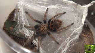 Greenbottle Blue Tarantula Awaiting Habitat Transfer [upl. by Adnim]