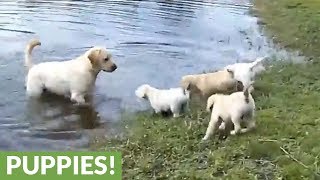 Labrador father teaches his puppies to swim [upl. by Lanam]