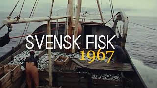 Svensk Fisk  1967 Sill och strömmingsfiske i Nordsjön Försäljning distribution och beredning [upl. by Ares]