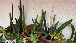 My Gasteria Plant [upl. by Cirdec]